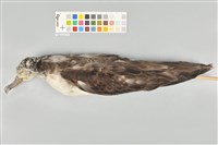 藏品(大水薙鳥)的圖片